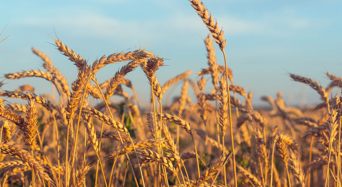 Commercial Wheat Production, The Basics The Scrivener